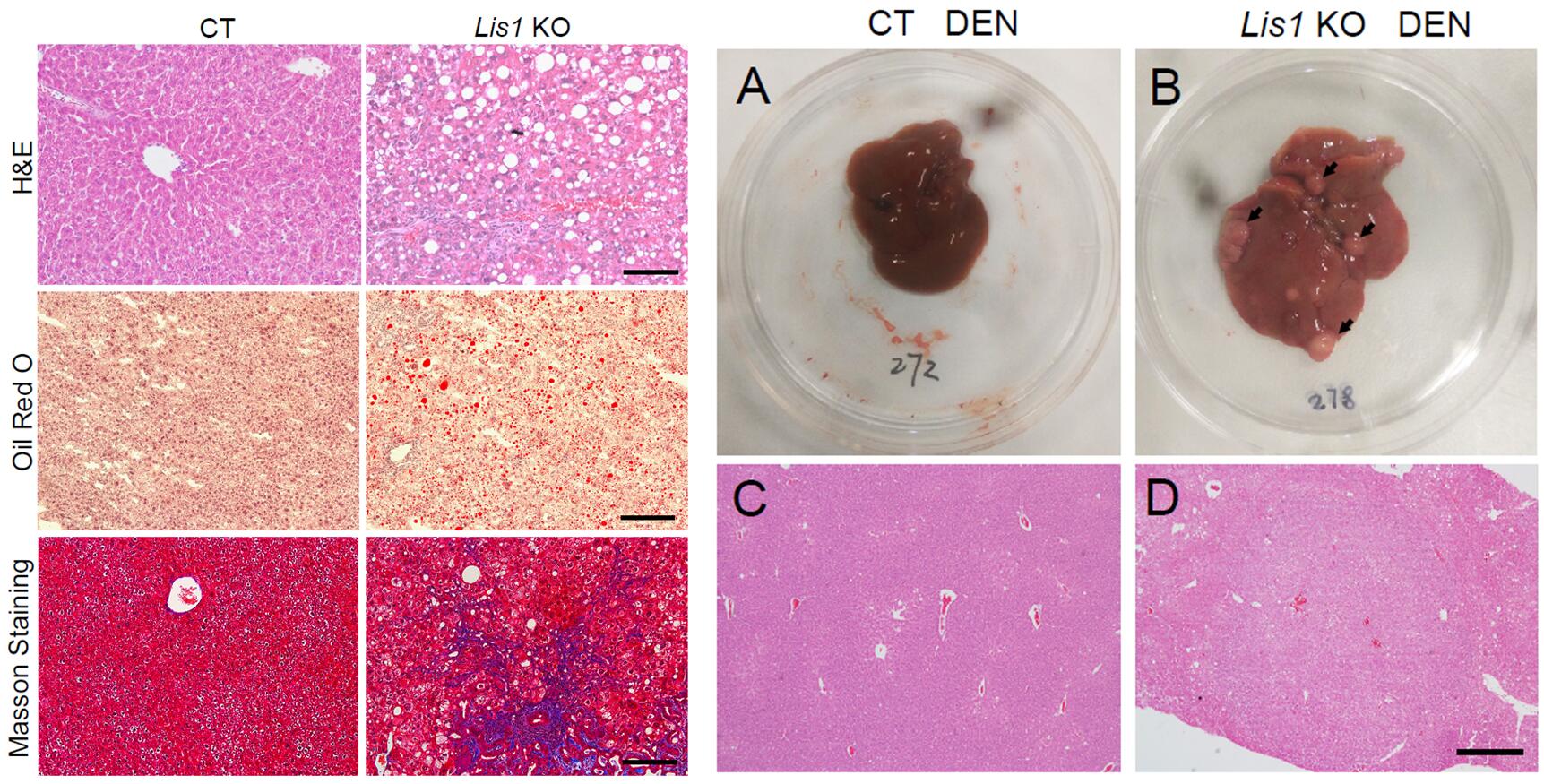 file.php?cmd=download&id=85842 file.php?cmd=download&id=85842